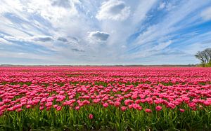 Rosa Tulpen