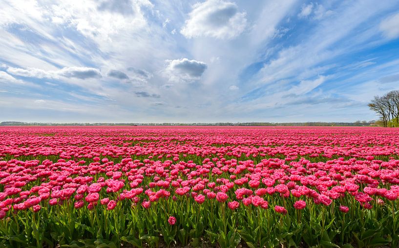 Roze tulpen in het veld tijdens een mooie lente dag van Sjoerd van der Wal Fotografie