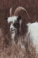 The authentic Dutch Land goat in the Dutch Dunes
