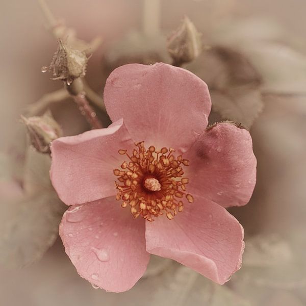 Rose with raindrops van Saskia Schotanus