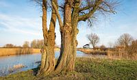 Dikke bomen op de voorgrond van een waterrijk Nederlands landschap van Ruud Morijn thumbnail