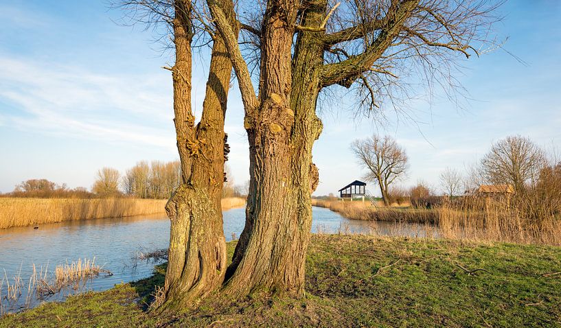 Dikke bomen op de voorgrond van een waterrijk Nederlands landschap van Ruud Morijn