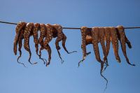 Tintenfische