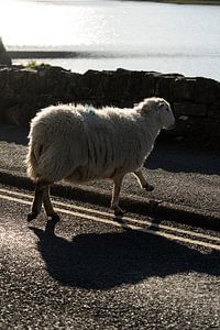 Mouton nonchalant