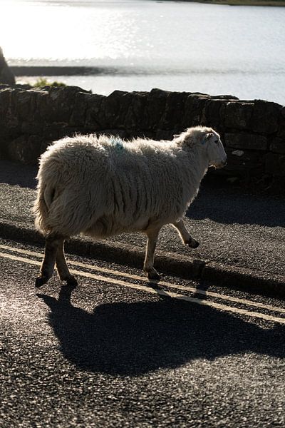 Nonchalant sheep by Aron.jpg