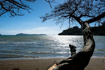 Strand in Nieuw-Zeeland van Erich Fend