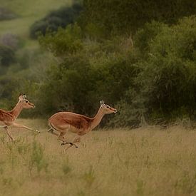 3 impala's op snelheid van Linda Manzaneque