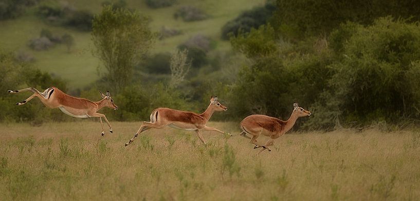3 impala on speed by Linda Manzaneque