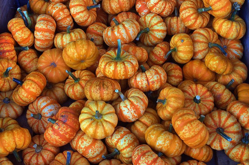 Gele pompoenen van Edgar Schermaul