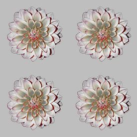 DAHLIA'S GRIJS ROOD 4 van Henriette Tischler van Sleen