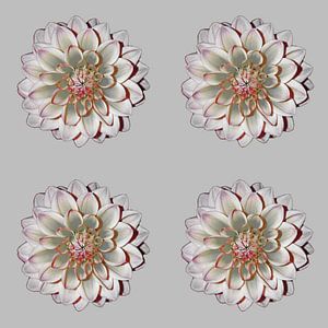 DAHLIAS'S GRIS ROUGE 4