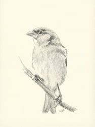 Spatzenweibchen auf einem Ast Bleistiftzeichnung