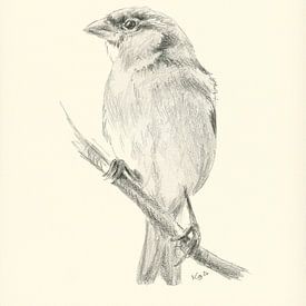 Spatzenweibchen auf einem Ast Bleistiftzeichnung von Karen Kaspar