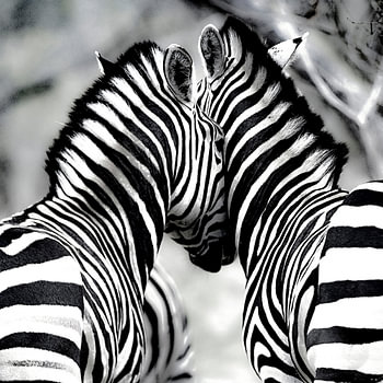 Zebra Love