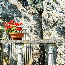 Rode bloemen op een bankje in antieke stijl naast een boom van Lars-Olof Nilsson