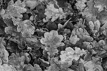 Frozen leaves van Elle De Backer