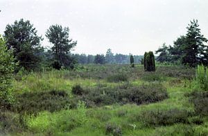 Grün ist die Heide sur Joachim Serger