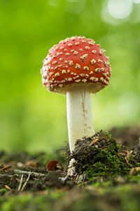 Paddenstoel Vliegenzwam in een bos in de Achterhoek in de herfst