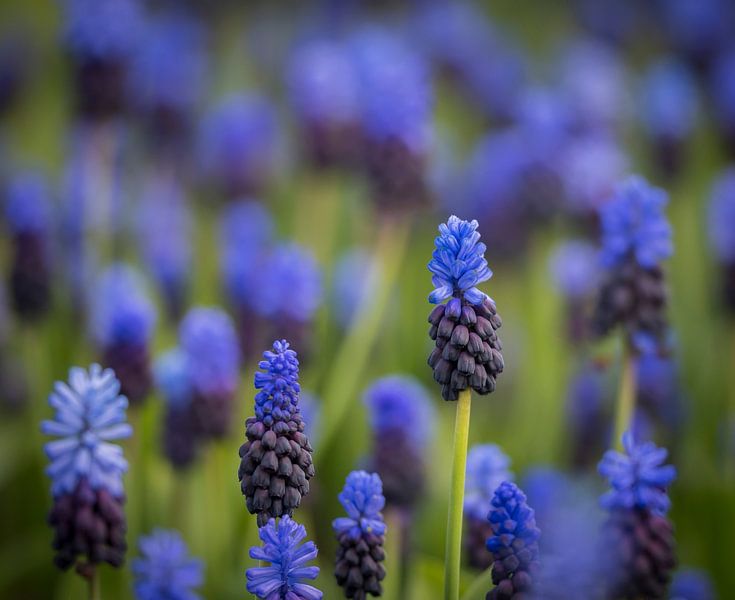 Grape Hyacinths by Ingrid Ronde