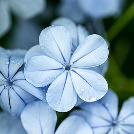 Blauwe bloem Kew gardens van Lindy Hageman