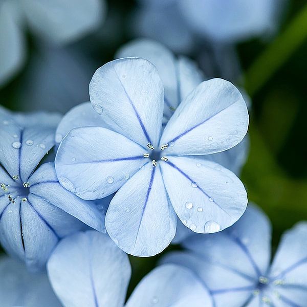 Blauwe bloem Kew gardens par Lindy Hageman