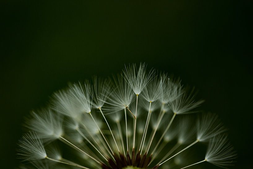 the seeds of a spent dandelion photographed in detail by Margriet Hulsker
