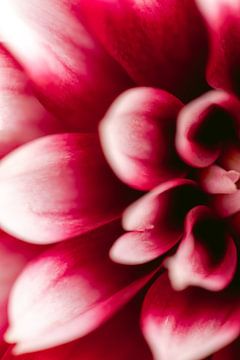 Red dahlia