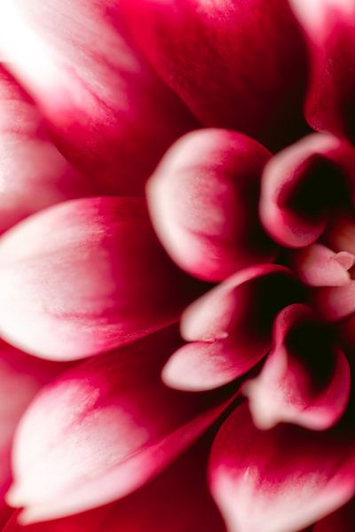 Red dahlia by Sigrid Olschinski
