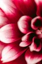Red dahlia by Sigrid Olschinski thumbnail