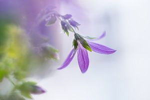 Violetter Regen