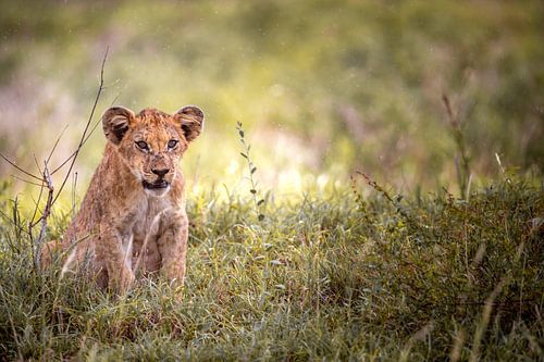 Baby leeuw zittend in de zeldzame regen, de savanne van Afrika, Kenia