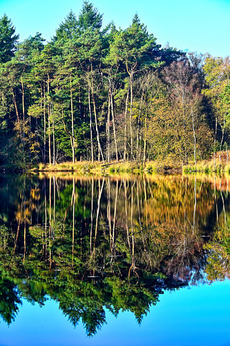 Herbstlicht an den Oisterwijkse Vennen