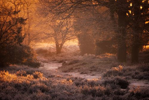 Warm morning light of the sunrise illuminates the winter landscape on the National Park Dwingelderve