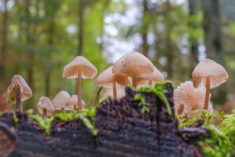 A group of mushrooms on a tree stump by Horst Husheer