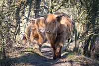 Scottish Highlanders