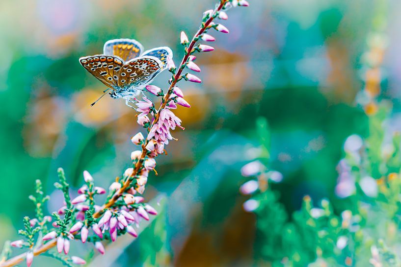 Colour Injection - Nature photography by Shanna van Mens Fotografie