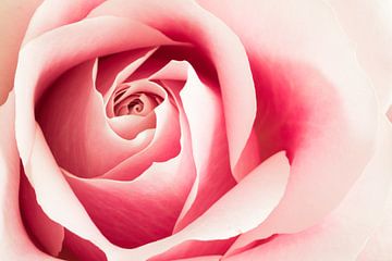 Close up van het hart van een roze roos von Natascha Teubl