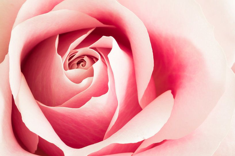 Close up van het hart van een roze roos von Natascha Teubl