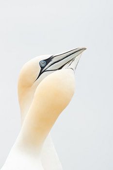 Jan-van-Genten in zachte kleuren