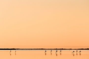 Flamingos in the Camargue by Tom Elst