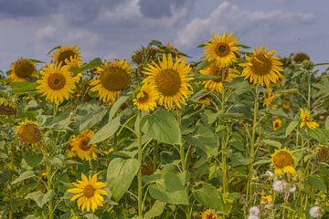 Sonnenblumen in Südholland von Karin Riethoven