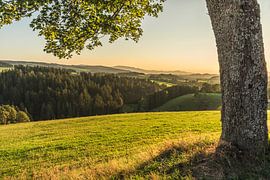 L'heure dorée en Forêt-Noire – Paysage avec un tronc d'arbre au premier plan