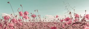 Mohnblumenfeld | Vintage