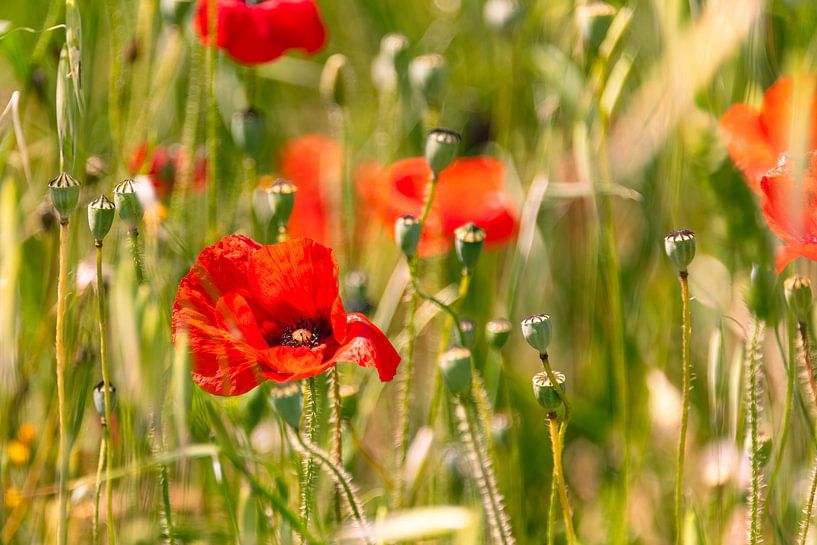 Toskanische Mohnblumen am Straßennrand von Peter Baier
