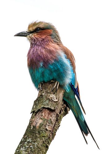 Gabelschwanzbussard von Joost Potma