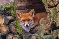 Renard (Vulpes vulpes)