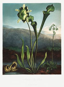 Amerikaanse moerasplanten uit The Temple of Flora (1807) door Robert John Thornton. van Frank Zuidam