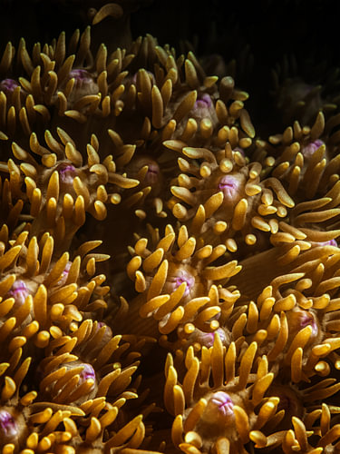 Galaxea fascicularis