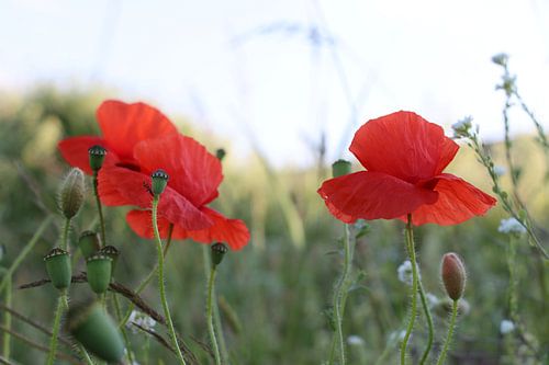 Poppies in the evening sun