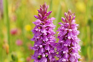 Rietorchis 